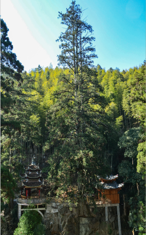 山水古村，茶香飘远……这是一个藏在深山里的人间秘境
