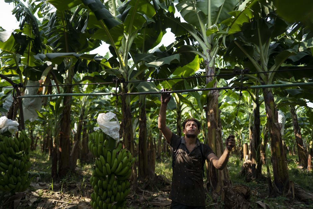 “香蕉共和国”的突围